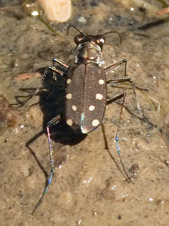 Ocellated Tiger Beetle Cicindela ocellata