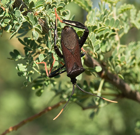 Giant Agave Bug Aconthocephala thomasi Cactus Blaster