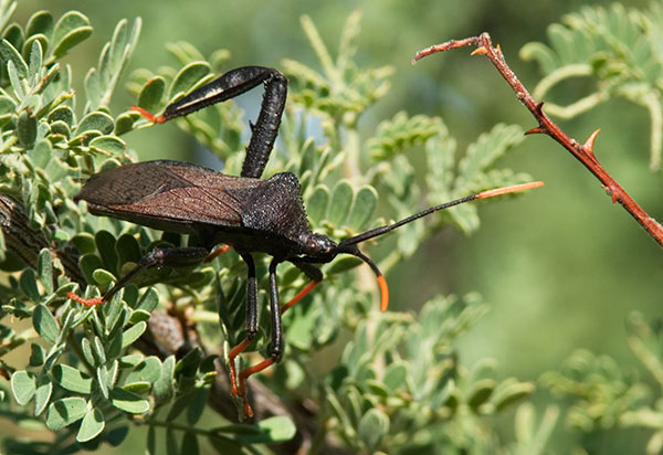 Giant Agave Bug Aconthocephala thomasi Cactus Blaster