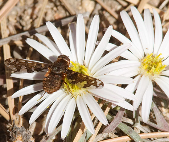 Bee Fly Family Bombyliidae