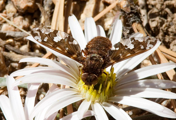 Bee Fly Family Bombyliidae