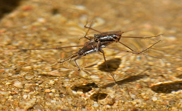Water Strider