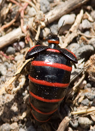 Blister Beetle family Meloidae Megetra vitattus