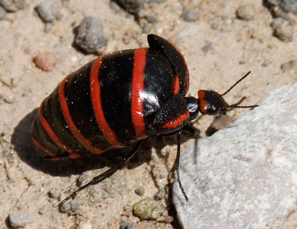 Blister Beetle family Meloidae Megetra vitattus