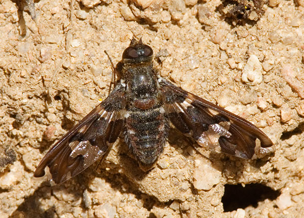 Bee Fly Family Bombyliidae