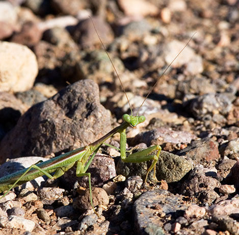 Praying Mantis family Mantidae 