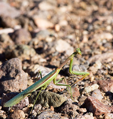 Praying Mantis family Mantidae 