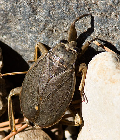 Giant Water Bug Family Belostomatidae  