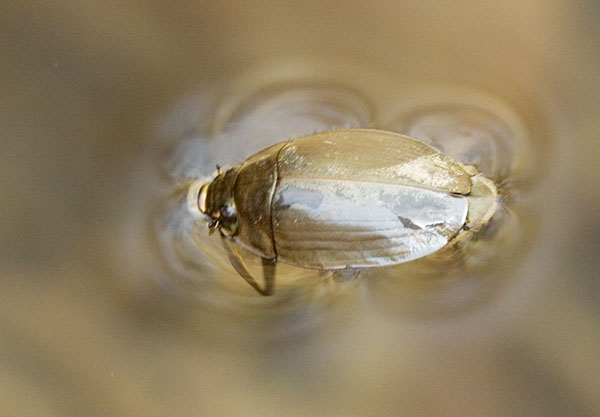 Whirligig Beetle Gyrinidae Dineutus sublineatus 