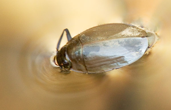 Whirligig Beetle Gyrinidae Dineutus sublineatus 