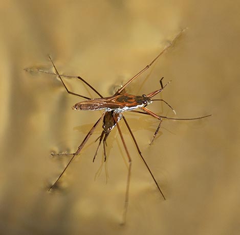 Water Strider Gerris remigis