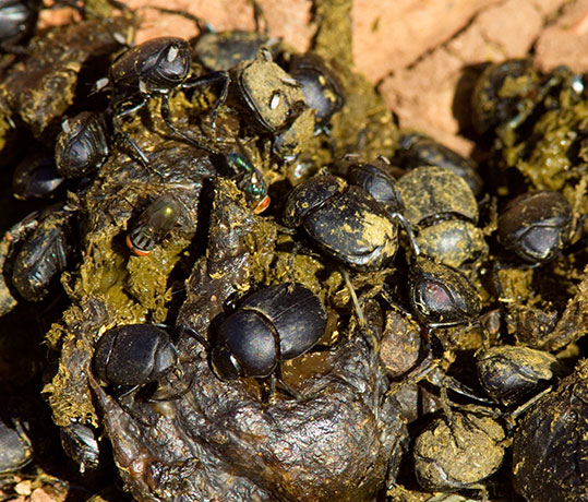 Dung Beetles