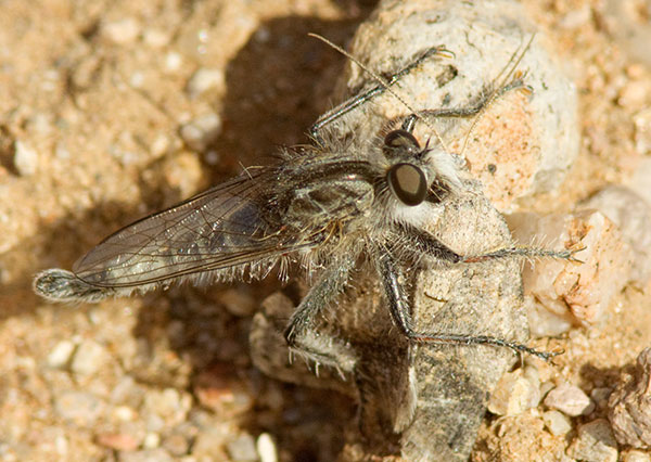 Robber Fly Efferia 