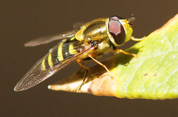 Hoverfly Syrphidae Syrphus Hover Fly