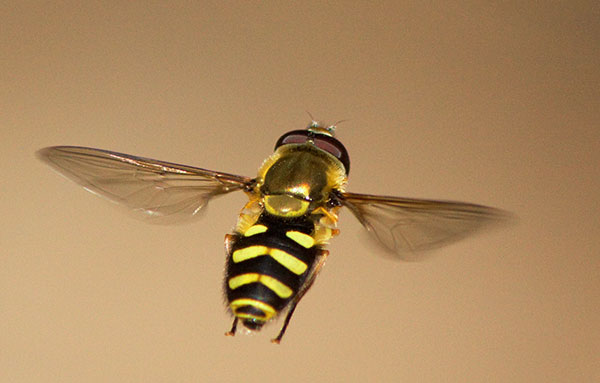 Hoverfly Syrphidae Syrphus Hover Fly
