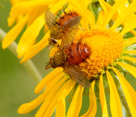 Tachinid Fly Tachinidae   
