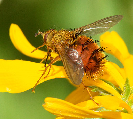 Tachinid Fly Tachinidae   