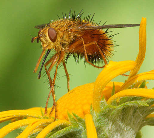 Tachinid Fly Tachinidae   