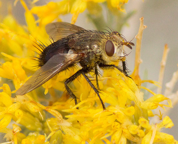 Tachinid Fly Tachinidae   