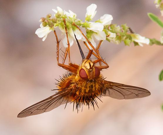 Tachinid Fly Tachinidae   