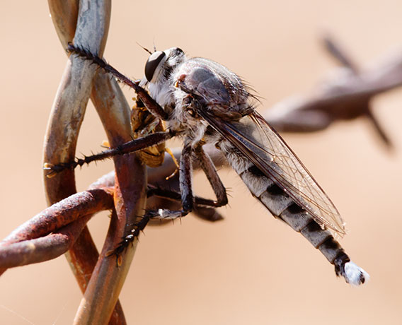 Robber Fly Asilidae efferia   