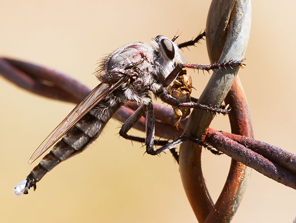 Robber Fly Asilidae efferia   