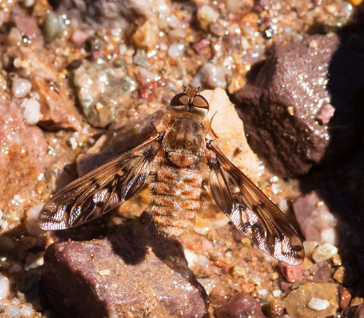 Bee Fly Family Bombyliidae
