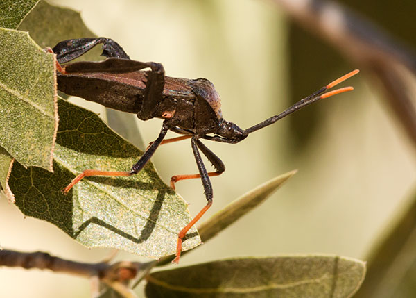 Leaf-footed Bug Acanthocephala thomasi 