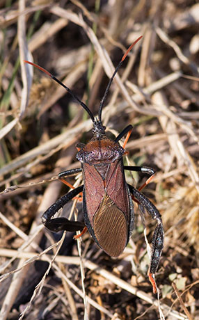 Leaf-footed Bug Acanthocephala thomasi 
