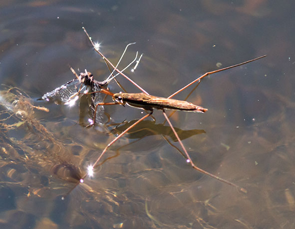 Water Strider Gerris remigis
