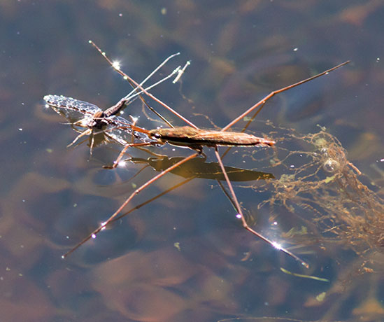 Water Strider Gerris remigis