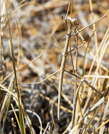 Walking Stick Phasmida