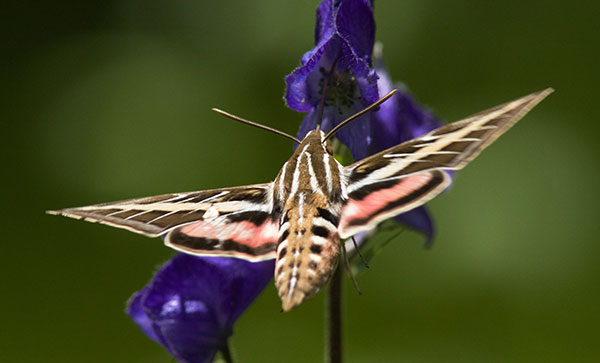 White-lined Sphinx Moth Hyles lineata Hummungbird Moth Hawk Moth 