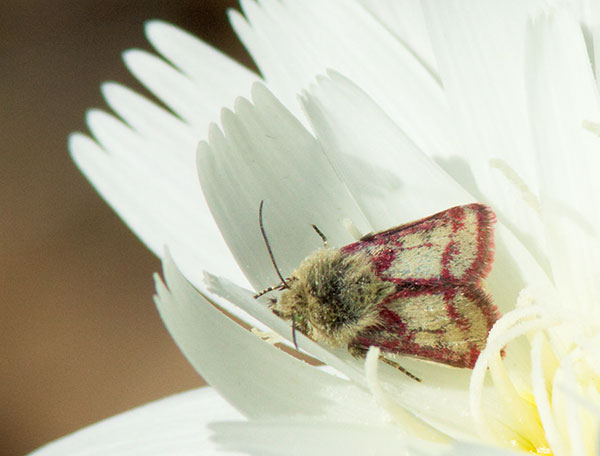 Moth Noctuidae Heliolonche pictipennis (Grote)