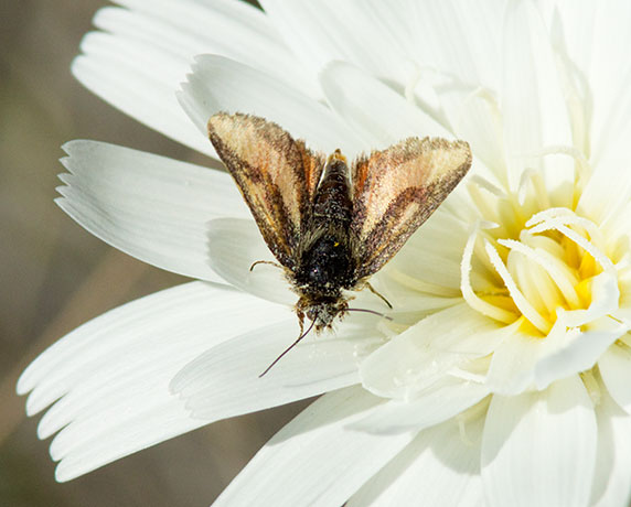 Moth Noctuidae Heliolonche carolus McDunnough