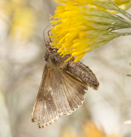 Cabbage Looper Moth (?)  Trichoplusia ni Noctuid or Owlet Moth Noctuidae    