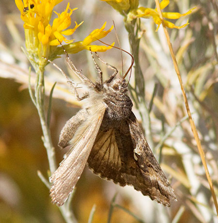 Cabbage Looper Moth (?)  Trichoplusia ni Noctuid or Owlet Moth Noctuidae    