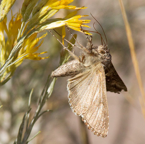 Cabbage Looper Moth (?)  Trichoplusia ni Noctuid or Owlet Moth Noctuidae    