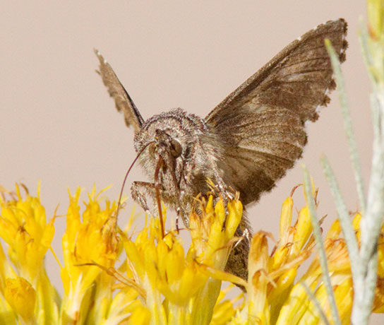 Cabbage Looper Moth (?)  Trichoplusia ni Noctuid or Owlet Moth Noctuidae    