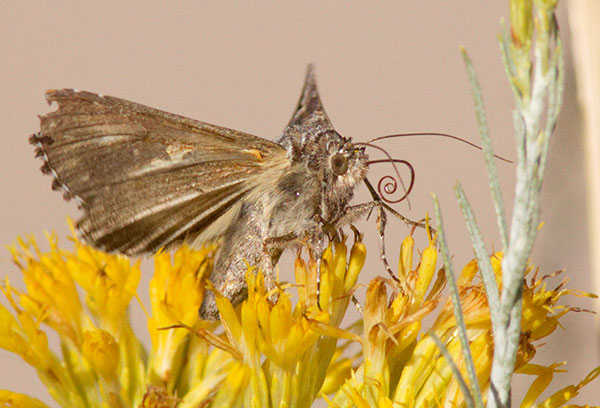 Cabbage Looper Moth (?)  Trichoplusia ni Noctuid or Owlet Moth Noctuidae    