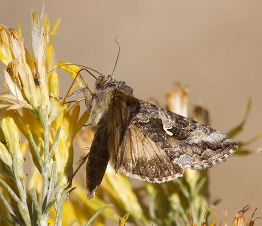 Cabbage Looper Moth (?)  Trichoplusia ni Noctuid or Owlet Moth Noctuidae    