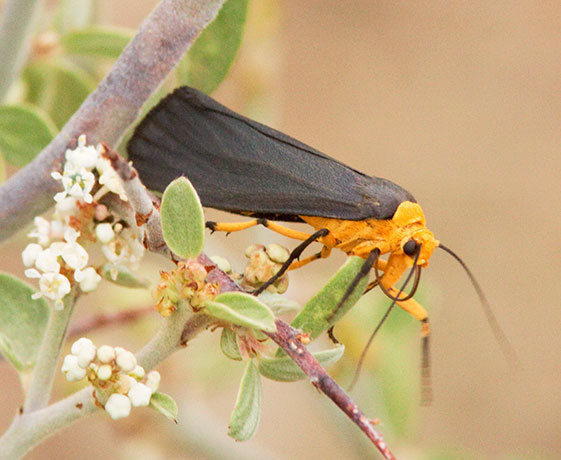 Moth (Relative of Leaf Skeletonizer) Zygaenidae Pyromorpha fusca 