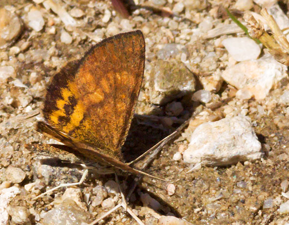 Moth family Geometrid 