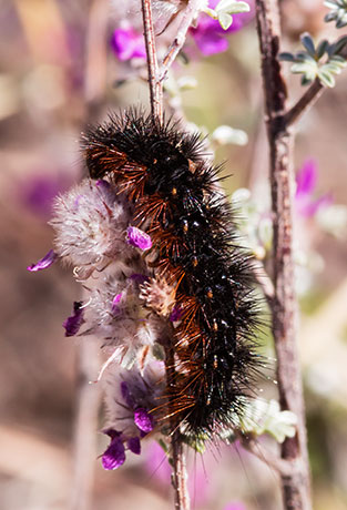 Caterpillar -- larvae stage of Tiger Moth Apantesis 