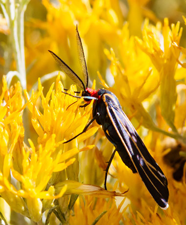 Veined Ctenucha Moth Ctenucha venosa 