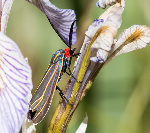 Veined Ctenucha Moth Ctenucha venosa 