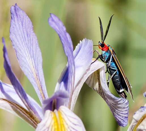 Veined Ctenucha Moth Ctenucha venosa 