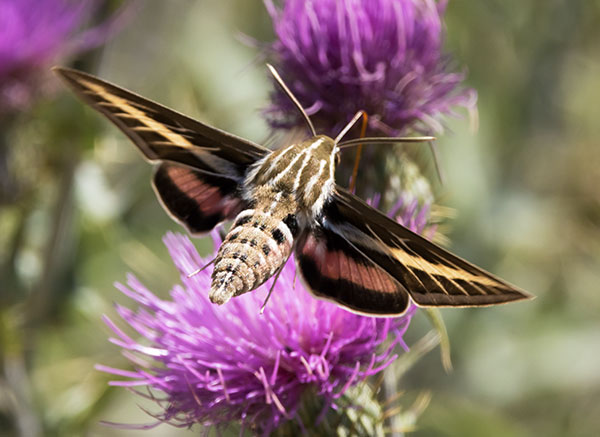 White-lined Sphinx Moth Hyles lineata Hummungbird Moth Hawk Moth 