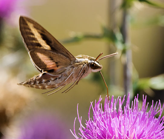 White-lined Sphinx Moth Hyles lineata Hummungbird Moth Hawk Moth 
