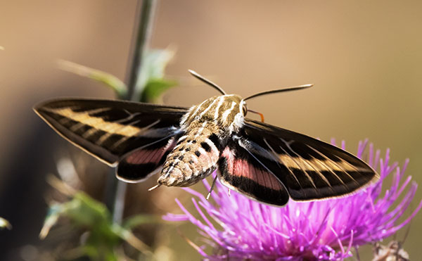 White-lined Sphinx Moth Hyles lineata Hummungbird Moth Hawk Moth 
